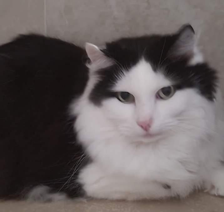 Photo of Oreo