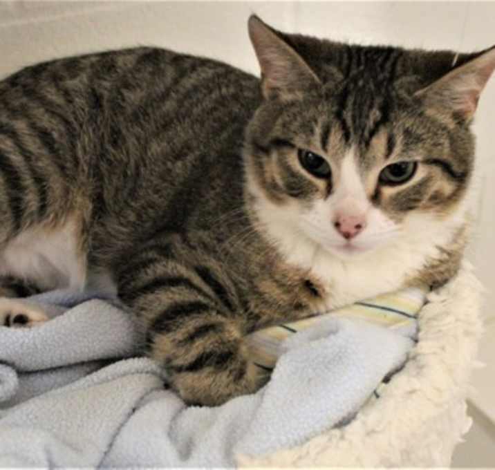 Photo of Barn Cat Mowgli 38155