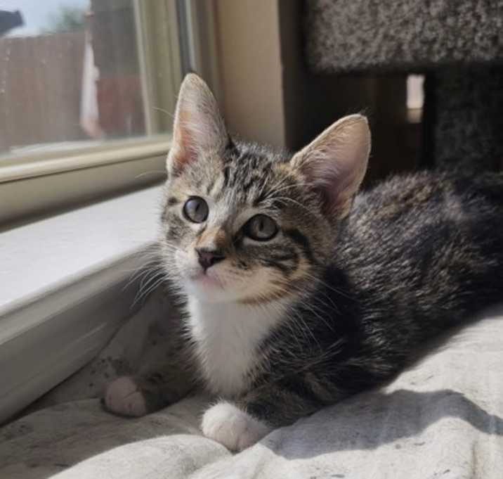 Photo of Pear