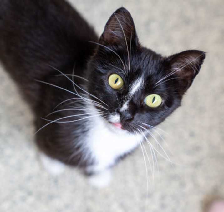Photo of Tink