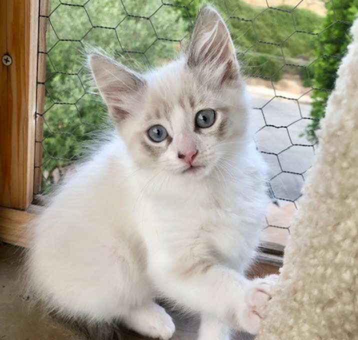 Photo of Mika