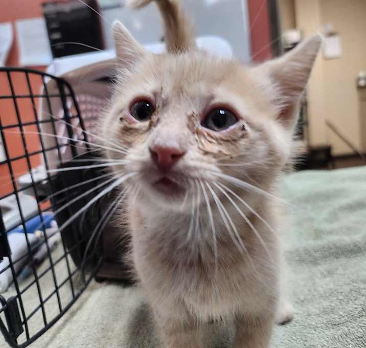 Photo of Luke - Laid Back, but Playful! Great Purrer! Good w/ Cats!