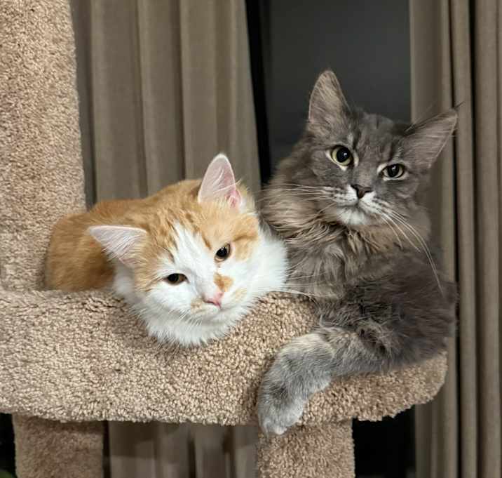 Photo of Tigger and Willow