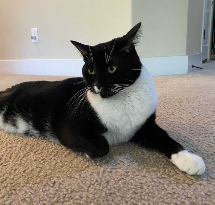 Photo of Pepper