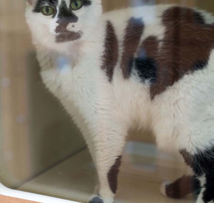 Photo of Moo