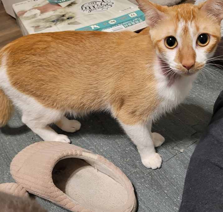 Photo of Oliver