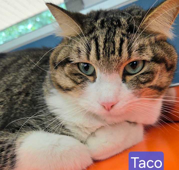 Photo of Taco