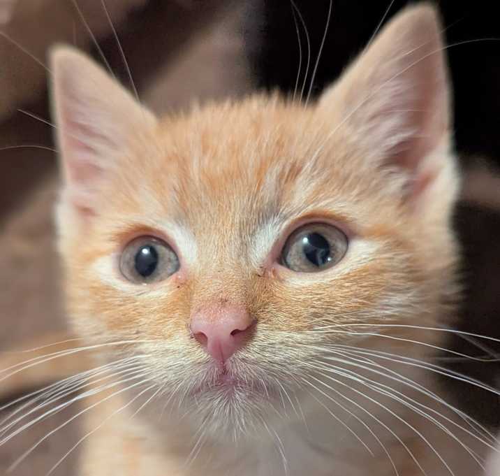 Photo of Goji
