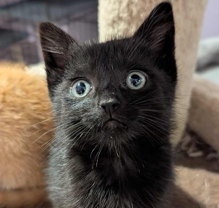 Photo of Raspberry