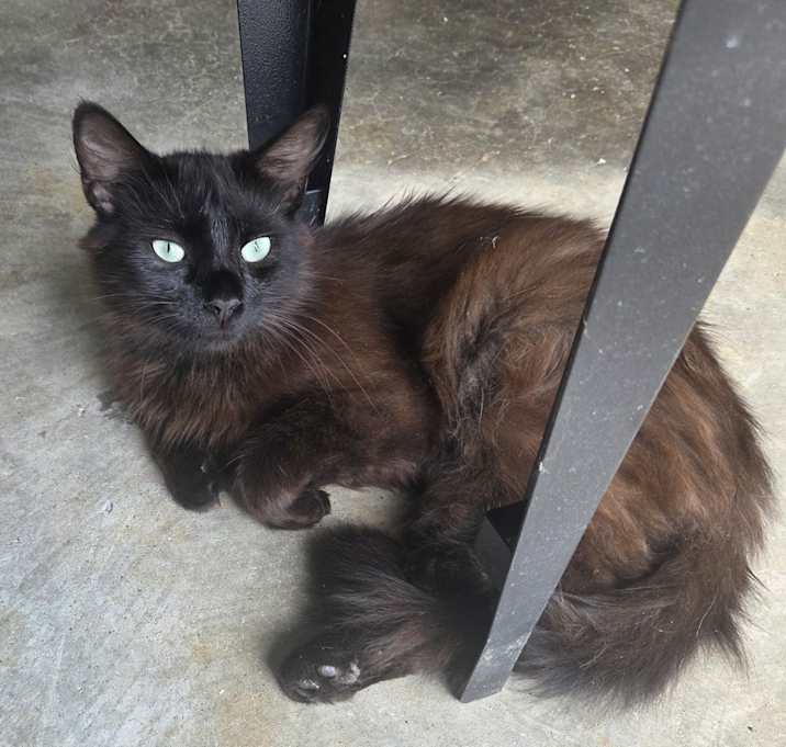 Photo of Cat