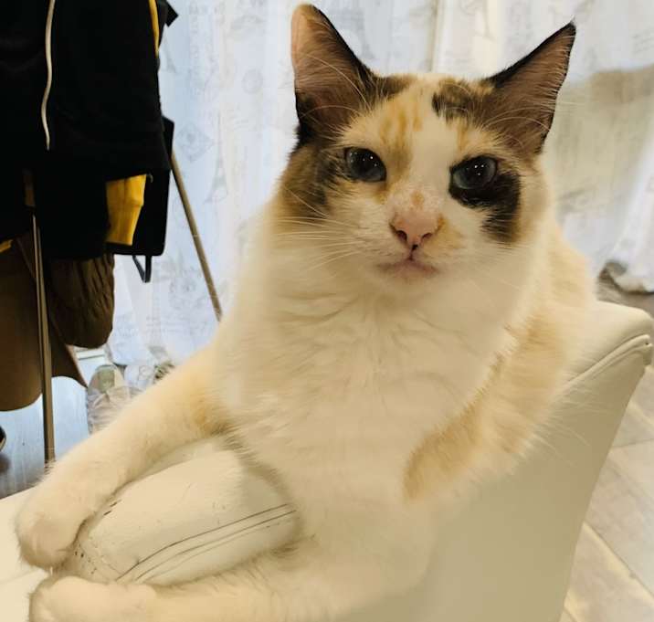 Photo of Mochi