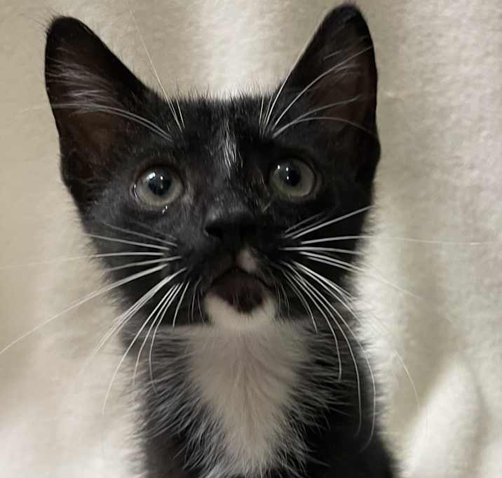 Photo of Sylvester in CT