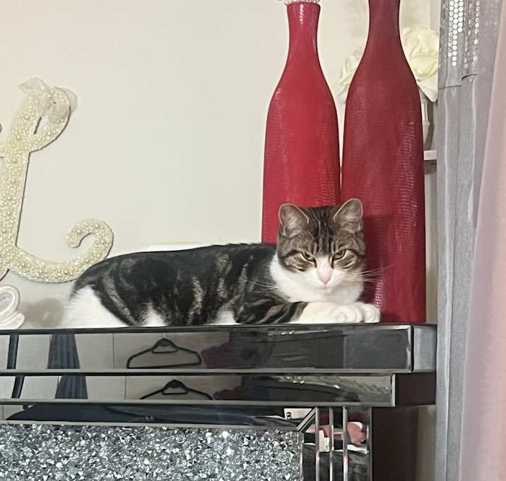 Photo of Misty