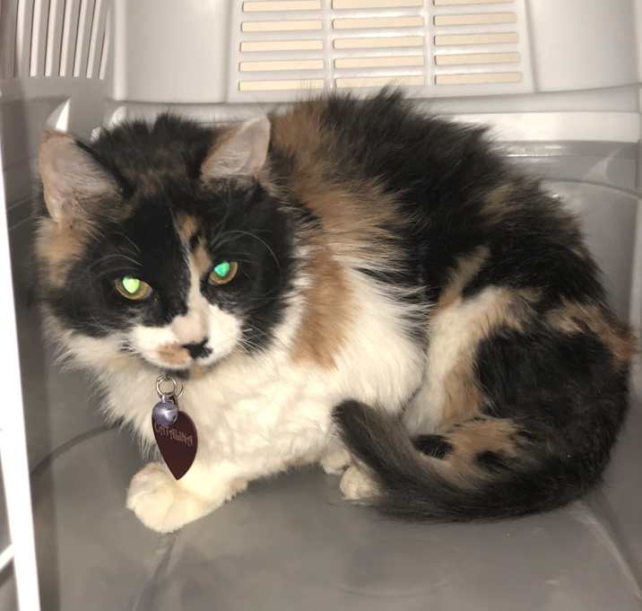 Photo of Catalina