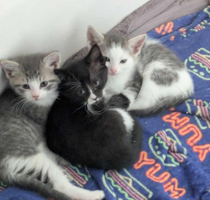 Photo of Gravy, Pepper & Noodle