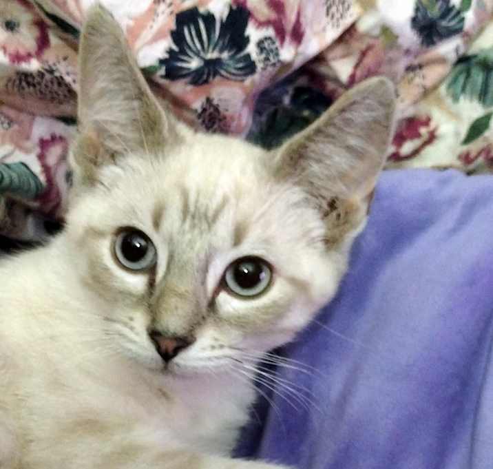 Photo of Sweet Kitties -Ragdoll and Sphynx
