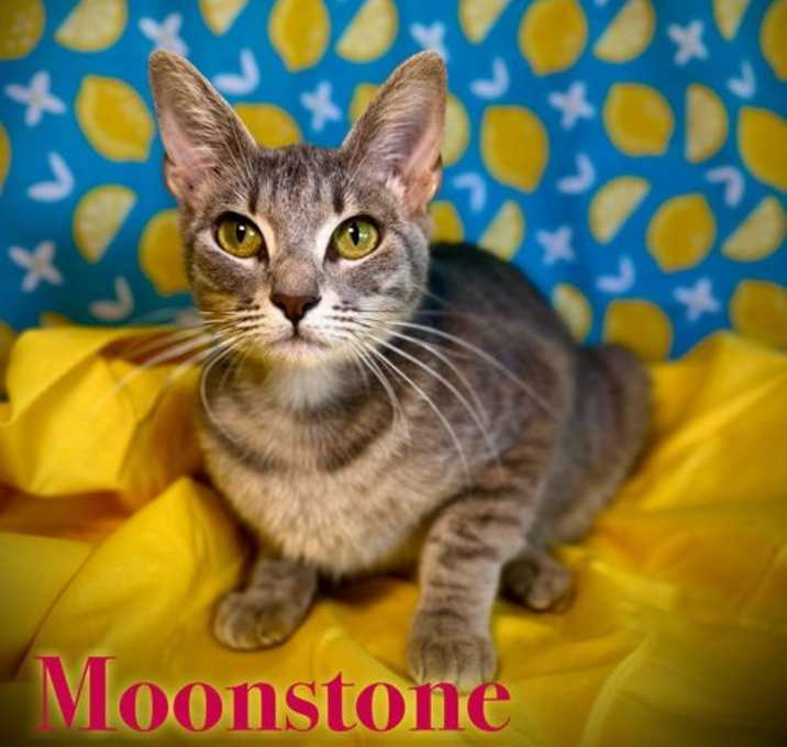 Photo of Moonstone