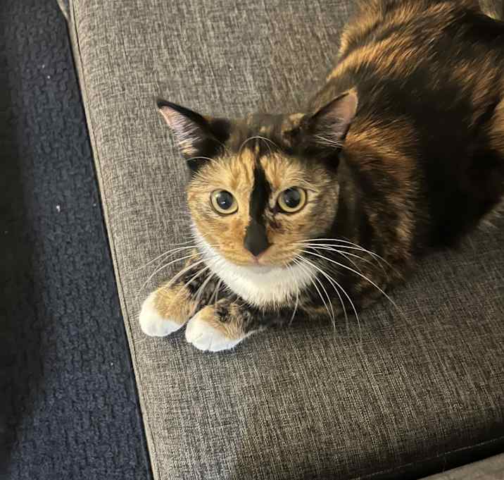 Photo of Luna