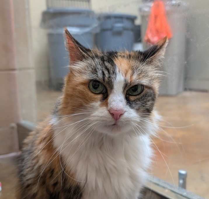 Photo of Sassy (mcas)