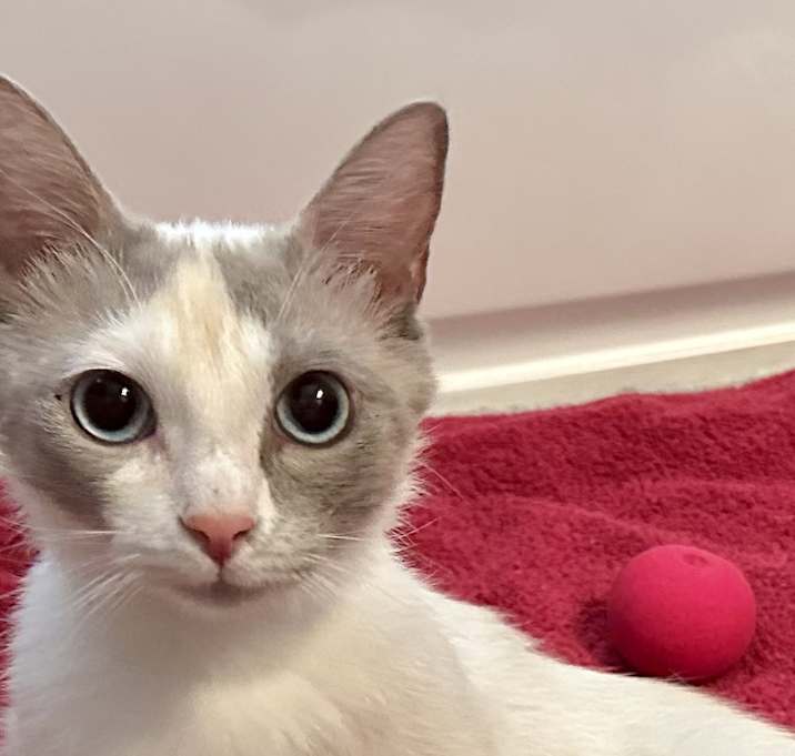 Photo of Miss Prissy