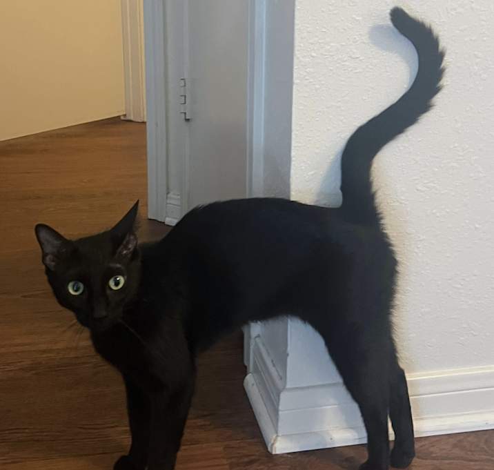Photo of Lizzy