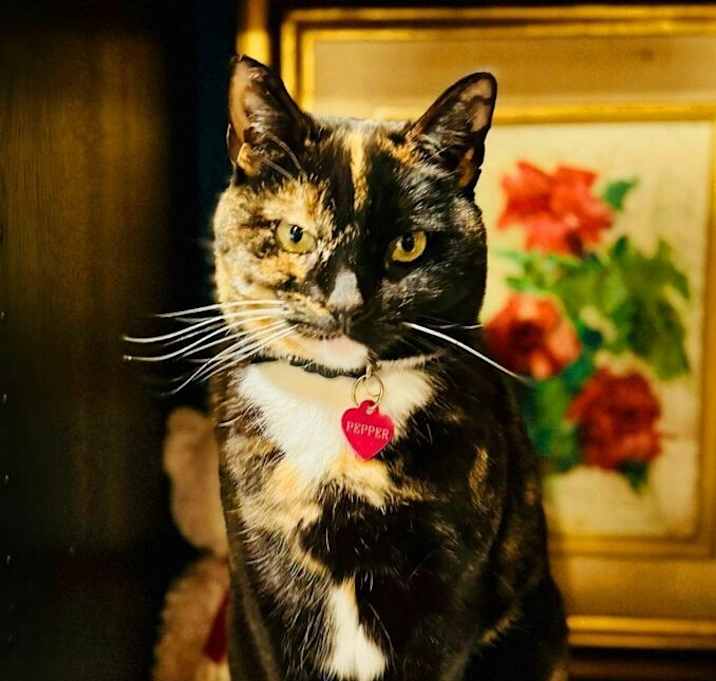 Photo of Pepper