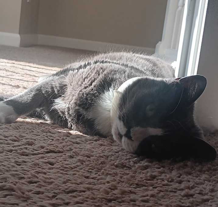 Photo of Piper June