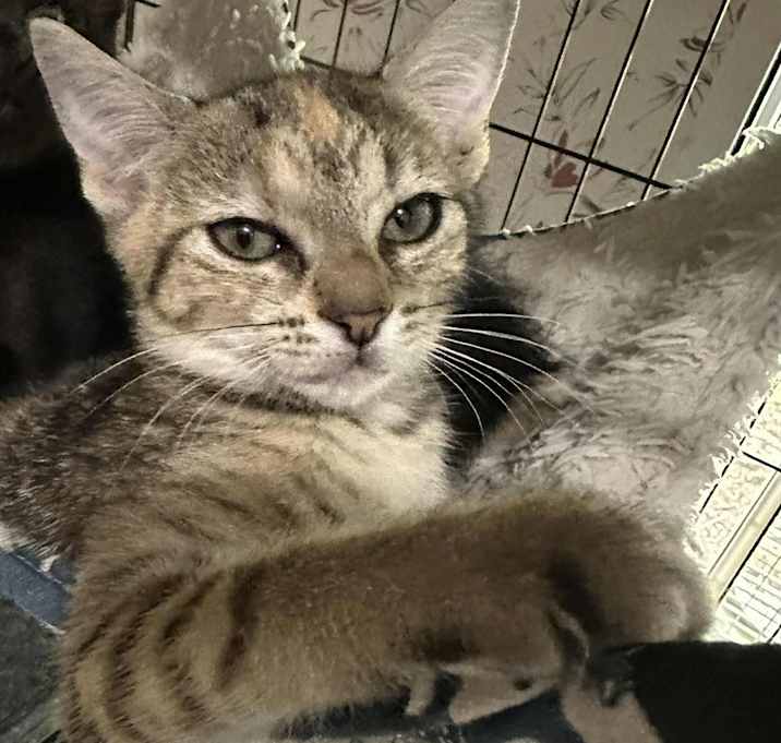 Photo of Echo