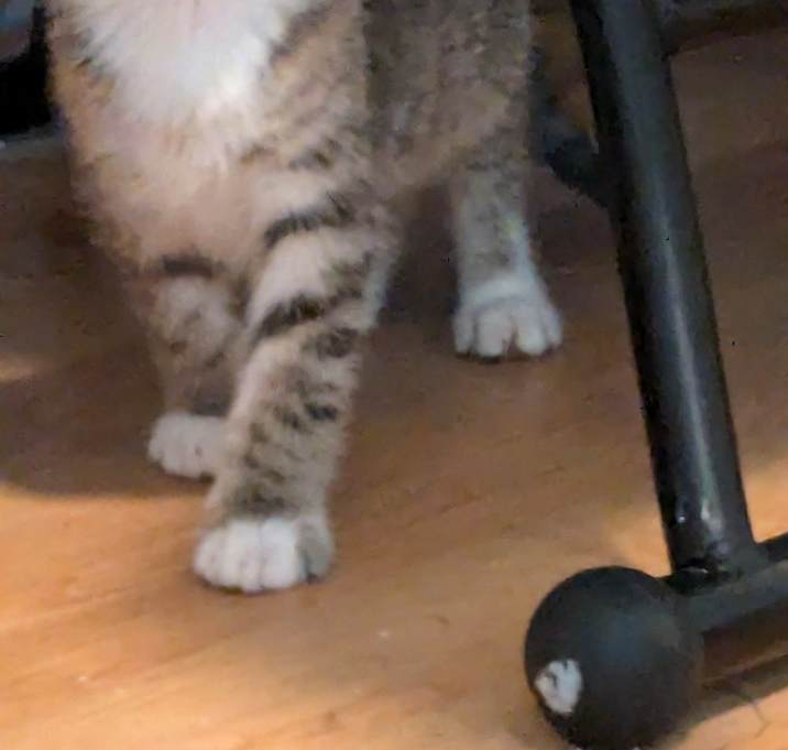 Photo of Penny