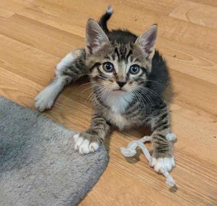 Photo of Tippy