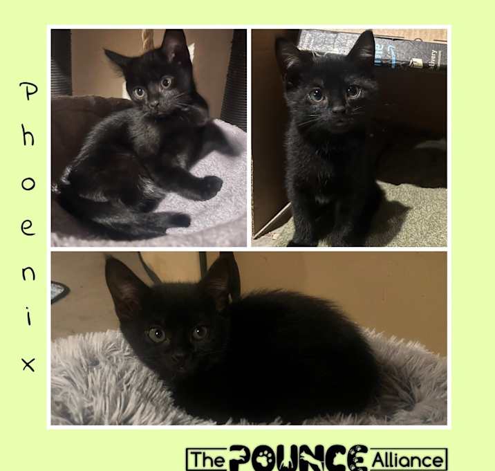 Photo of Phoenix