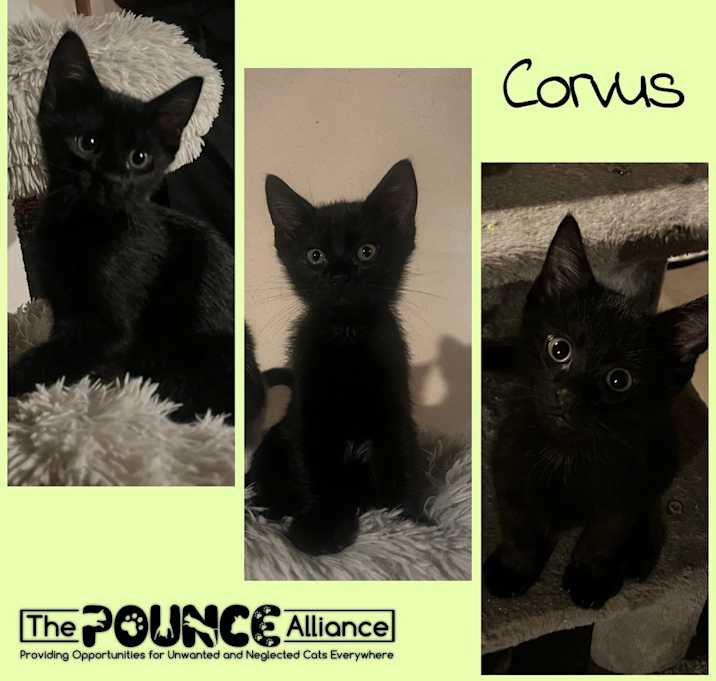 Photo of Corvus