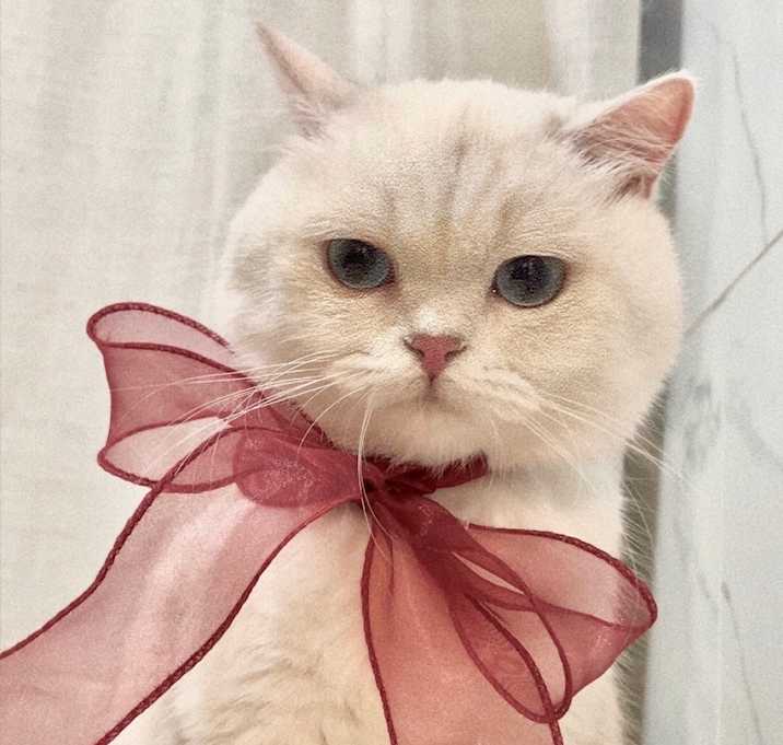 Photo of Elsa