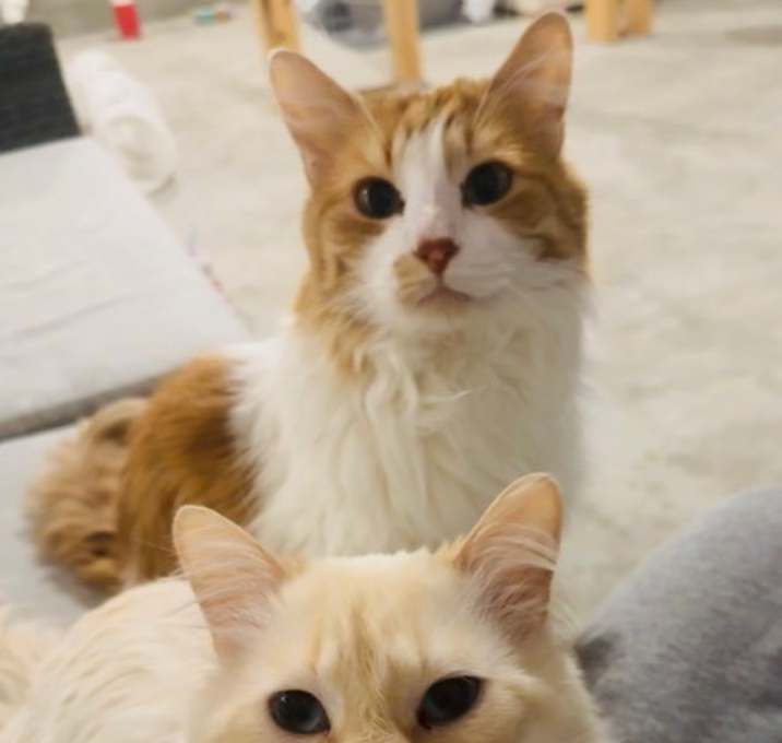 Photo of Nemo / Latte