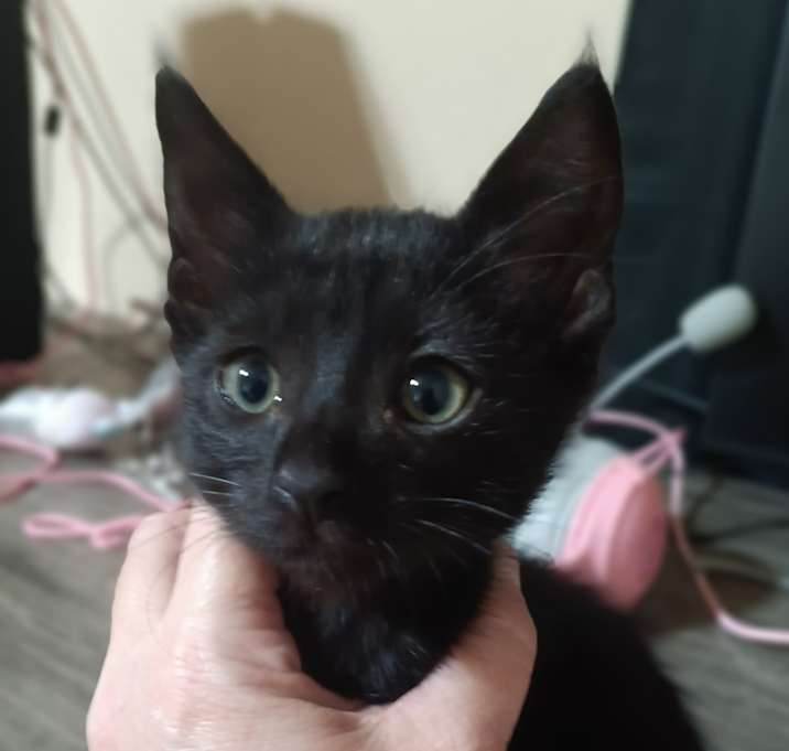 Photo of Midnight
