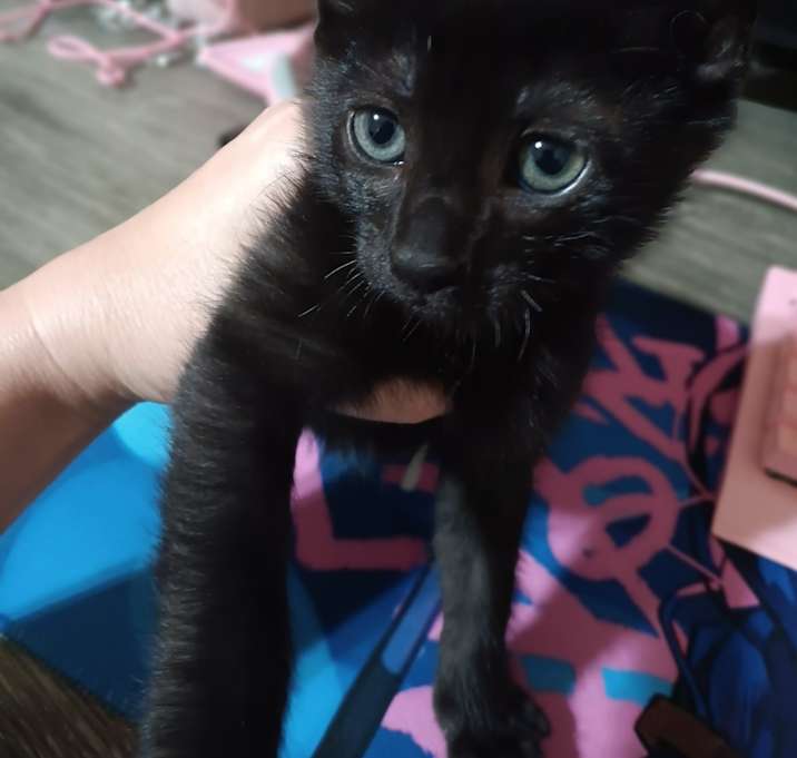 Photo of Charcoal