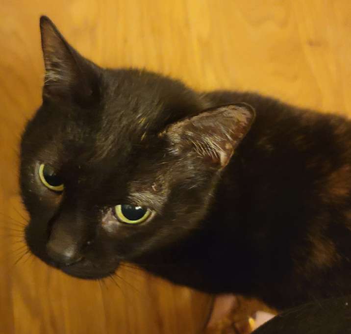 Photo of Miss Kitty