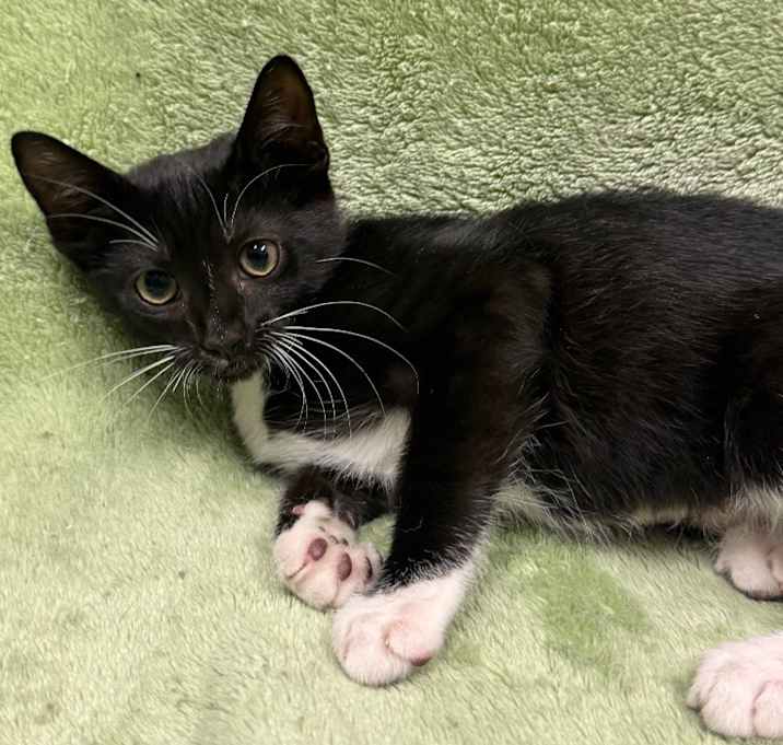 Photo of Boots @PetSmart Tualatin