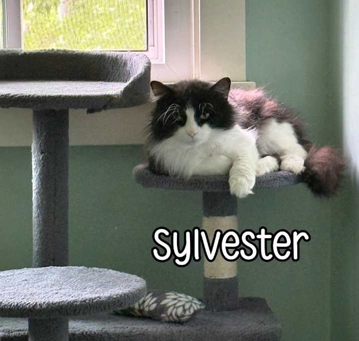 Photo of Sylvester