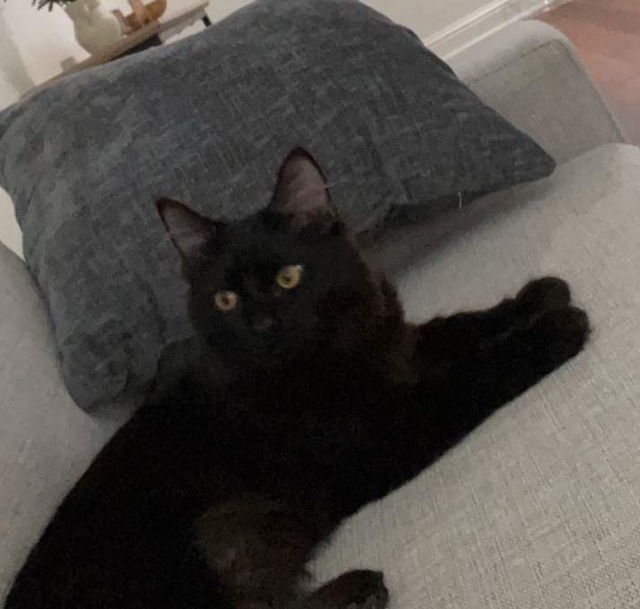 Photo of Buttercup
