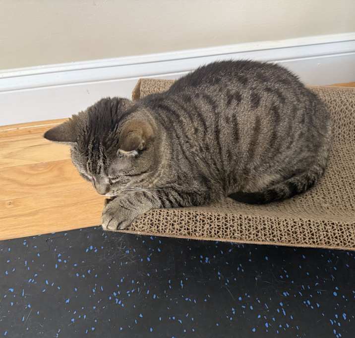 Photo of Hailey