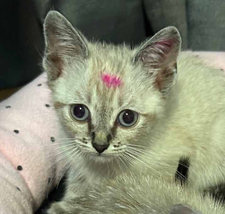 Photo of Mango (Pink) 