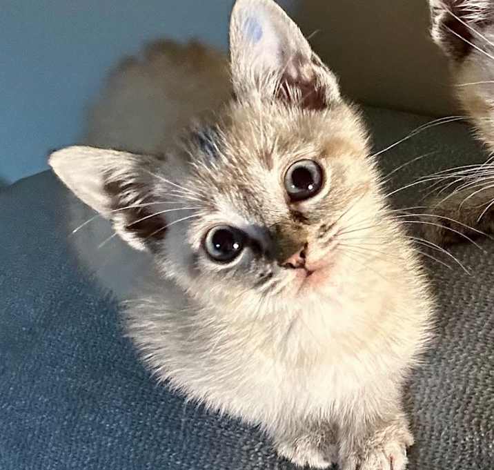 Photo of Tyson (Blue)