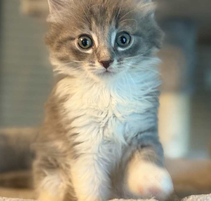 Photo of Poppy - MS