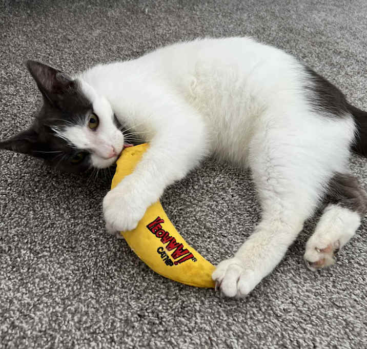 Photo of Dusty