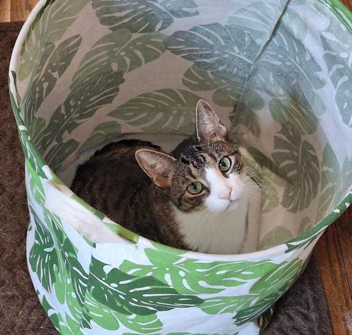 Photo of Itty Bitty