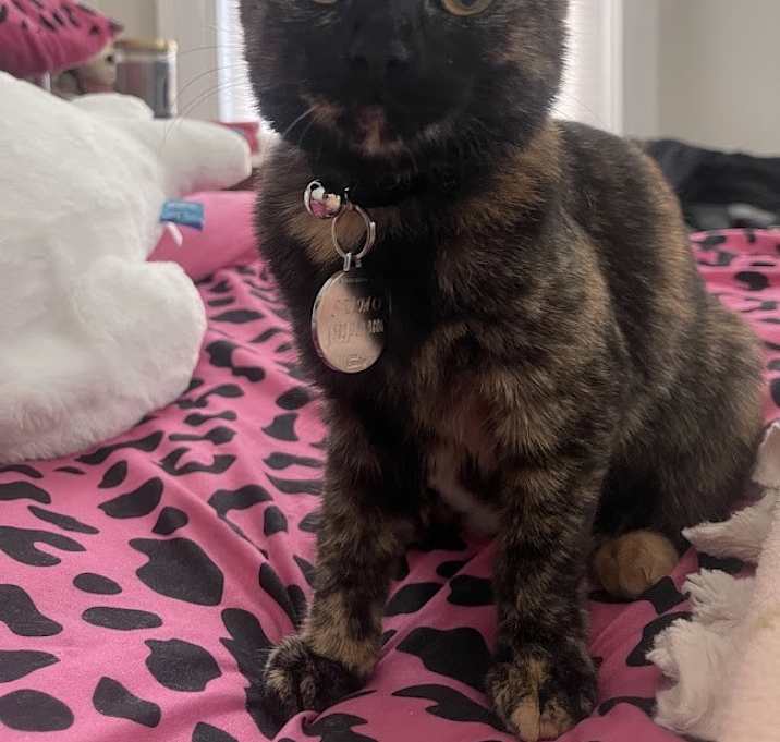 Photo of Sumo