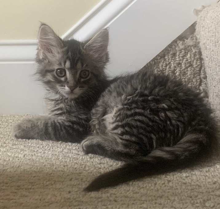 Photo of Peaches