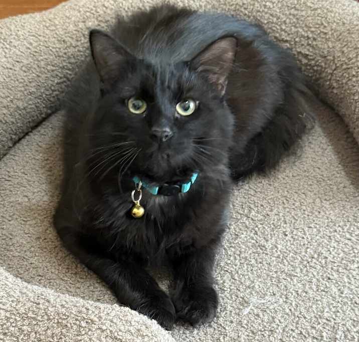 Photo of Miles (25-109 C)