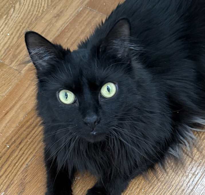 Photo of Maddie (25-052 C)